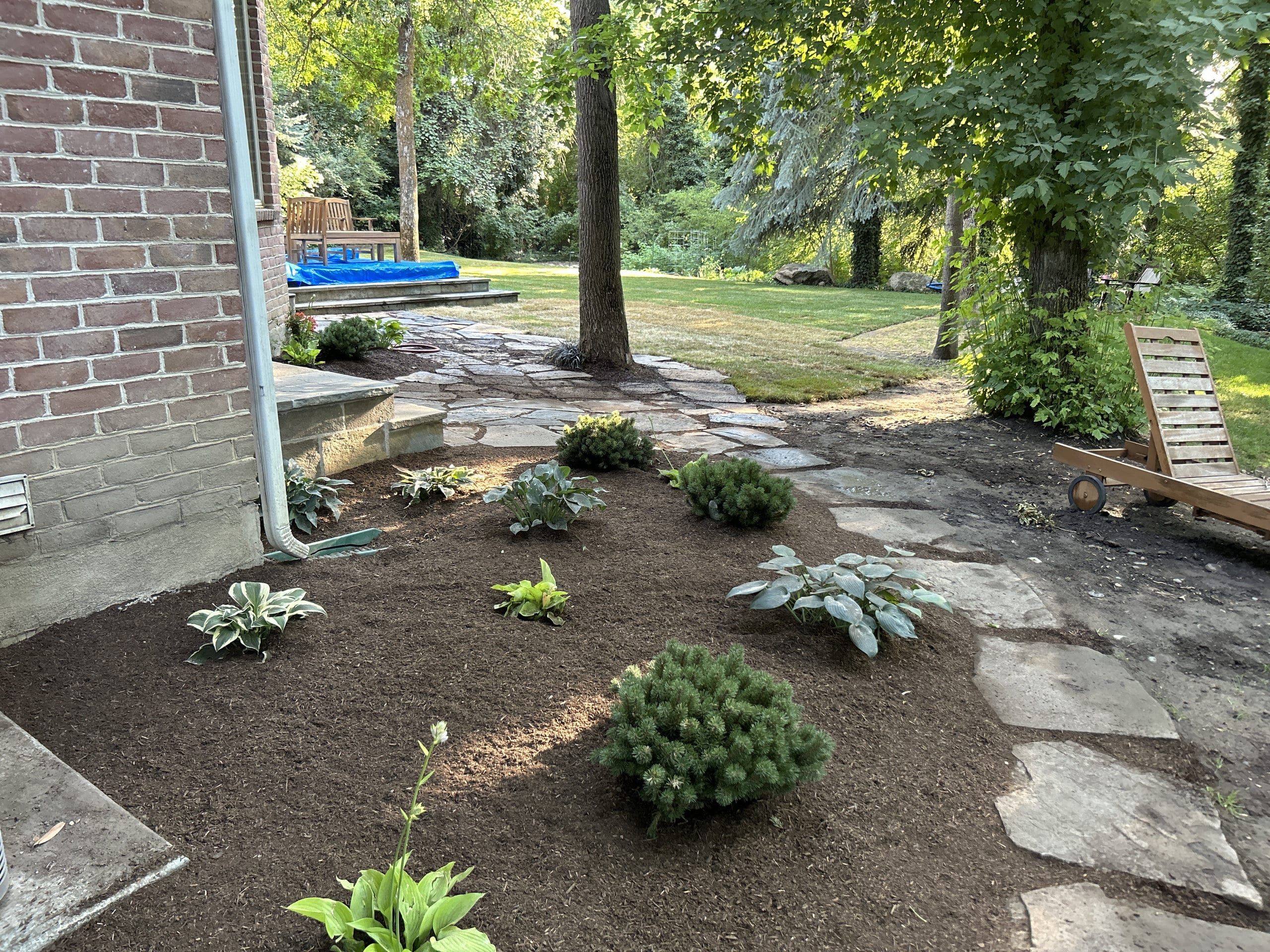 Planting bed of hostas and small evergreen shrubs in dark mulch beside a flagstone path along a brick house