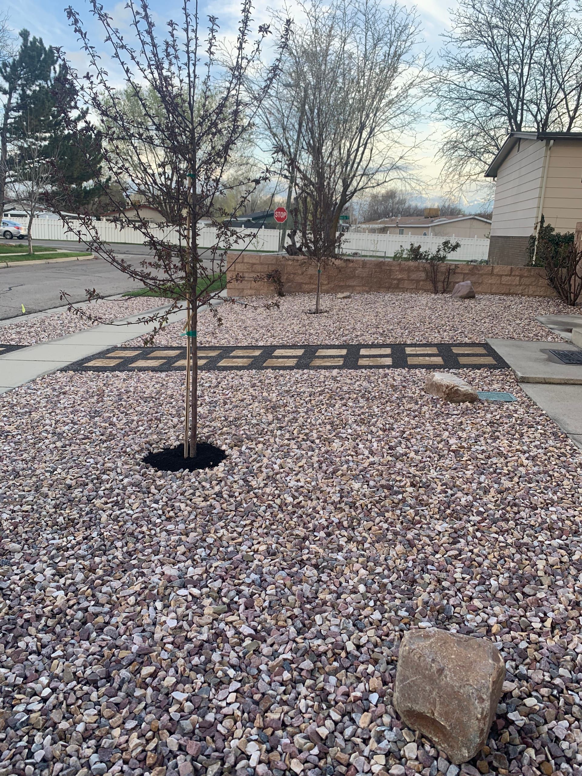 Young staked tree in a front yard of pink and gray rock, with a stepping-stone path and boulders